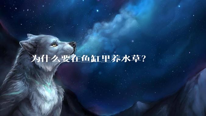 为什么要在鱼缸里养水草？