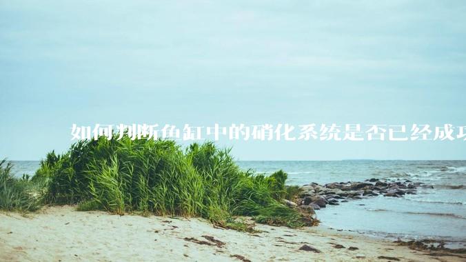 如何判断鱼缸中的硝化系统是否已经成功建立？