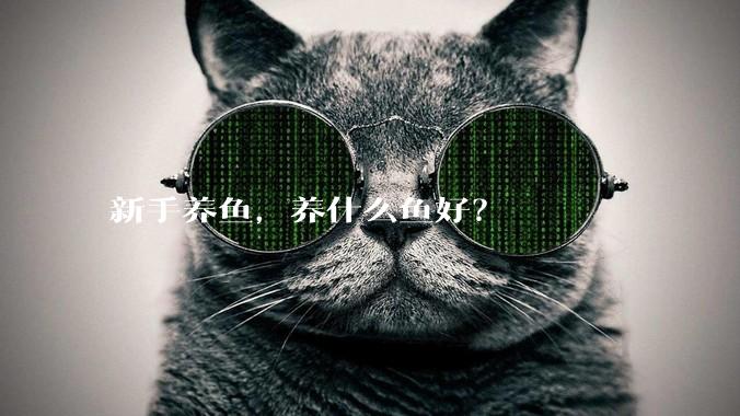 新手养鱼，养什么鱼好？