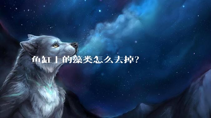 鱼缸上的藻类怎么去掉？
